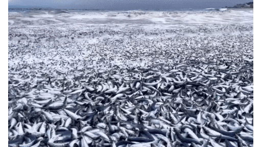 Clip: Hàng nghìn tấn cá trôi vào bãi biển, dân mang xô đi nhặt