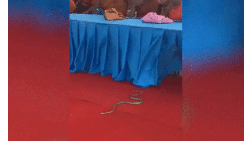 Clip: Bất ngờ với phản ứng của nhà sư khi thấy rắn