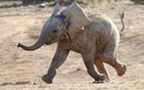 Giải cứu voi con mắc kẹt bằng máy xúc