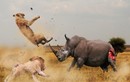 Sư tử Châu Phi săn trâu rừng cả tấn nhưng sợ tê giác?