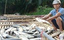 Cá nuôi trên sông Mã tiếp tục chết