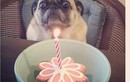 Cười lăn lộn với phản ứng của thú cưng trong ngày sinh nhật