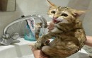 Những phản ứng siêu hài của mèo khi tắm (2)