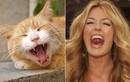 Sự giống nhau đến phì cười giữa sao và mèo