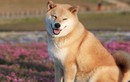 Quán cà phê chó Shiba đầu tiên ở Bắc Kinh