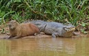 Tại sao Capybara có thể chung sống hòa thuận cùng cá sấu?