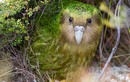 Kakapo: Loài vẹt ngốc nghếch không biết bay