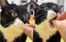 Chú mèo Hàn Quốc gây sốt vì cách ăn uống đáng yêu