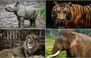Những loài mãnh thú củng cố địa vị của Ấn Độ 