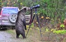 Gấu hoang tò mò, học cách chụp ảnh