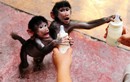 Ảnh động vật đẹp tuần qua: Khỉ con với bình sữa