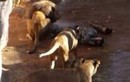 Kinh hãi 3 con sư tử cào xé người tại vườn thú