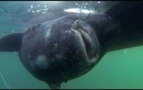 Câu được “quái vật” cá mập 200 tuổi, nặng gần 600kg