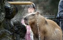 Kỳ lạ chuột lang Capybara tắm để giữ ấm