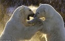 Gấu Bắc Cực đánh nhau tranh giành bạn tình