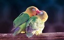 Thú vị bộ ảnh tình yêu của các loài chim