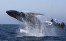 Cá voi nhảy tung bọt nước trắng xóa ngay trước mũi tàu
