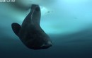 Câu được cá mập kỳ dị nhất thế giới dưới hố băng
