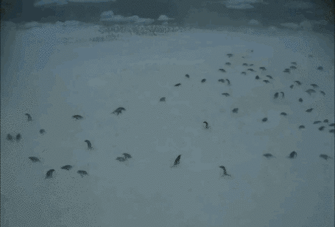 Phát hoảng với bãi chất thải khổng lồ của cánh cụt gentoo 