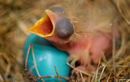 Ấn tượng siêu năng lực của trứng các loài chim 