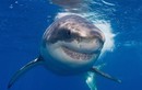 Những sự thật gây sốc ít được hé lộ về cá mập