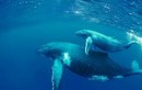 Sự thật gây sốc về cá voi xanh