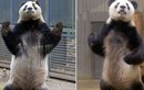 Hài hước gấu trúc tạo dáng võ Karate như trong Kungfu Panda