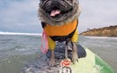 Ngộ nghĩnh những chú chó trong giải đua lướt sóng tại Mỹ