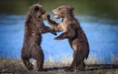 Cuộc ẩu đả như khiêu vũ giữa hai chú gấu con