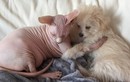 Tình bạn cảm động giữa chú chó xù và cô mèo "trần truồng"