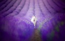 Bộ ảnh tuyệt đẹp của cún cưng bên hoa oải hương 