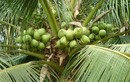 Choáng với những điều bất ngờ về cây dừa xiêm 