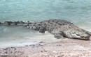 Sự thật bất ngờ về cá sấu hoa cà lớn nhất TG