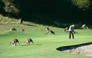 Chơi golf cùng 300 con kangaroo tại Australia