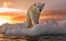 Tuyên bố sốc: Gấu Bắc Cực có thể biến mất vào cuối thế kỷ này