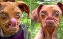 Lạ lùng chú chó siêu cute mang khuôn mặt của “ông già khó tính”