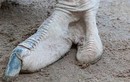 Kinh ngạc những bàn chân dị - độc nhất trong thế giới động vật