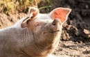 Giải mã thú vị: Lợn có đổ mồ hôi không?