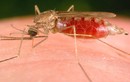 Vì sao sốt xuất huyết vô cùng nguy hiểm? 