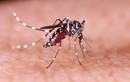 Ngoài sốt xuất huyết muỗi gây ra những bệnh nguy hiểm nào mà bạn chưa biết?