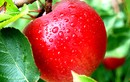 Ngừa ung thư hiệu quả bằng trái táo trong vườn