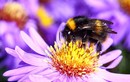 Thực hư nọc độc ong chữa bệnh viêm khớp kỳ diệu