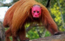 Loài khỉ xấu xí nhất thế giới với khuôn mặt đỏ bừng và không có lông