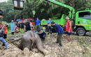 Cuộc giải cứu cặp voi mẹ con đầy kịch tính ở Thái Lan