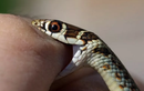 Bị rắn cắn vào môi, bé gái 2 tuổi…cắn chết luôn con rắn