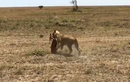 Vấp ngã khi chạy trốn, linh dương Antilope bị sư tử hạ sát