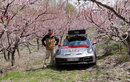 Porsche 911 Dakar của đại gia Việt "lạc" giữa rừng đào Trung Quốc