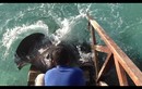 Lạ lùng cá đuối gai độc nũng nịu đòi ăn