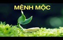 Video: Người mệnh Mộc, phải luôn bỏ vật này trong túi để hút tài lộc