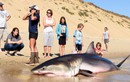 Giải cứu cá mập trắng khổng lồ mắc kẹt trên bờ biển